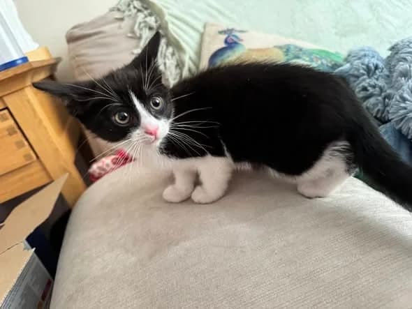 Babe, Mixed Breed (Jenny)