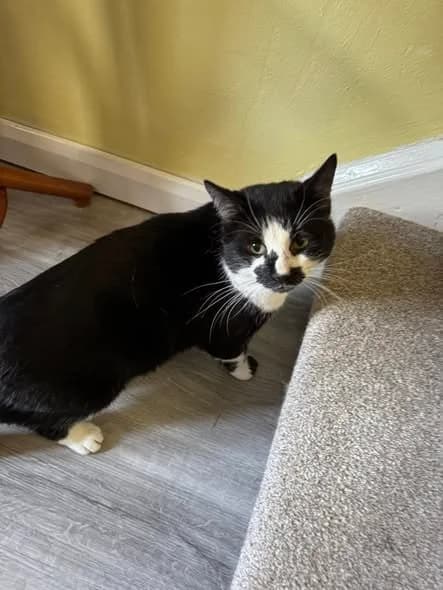 Monty, male 4yo Mixed Breed for adoption at Jenny