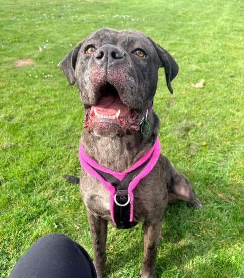 Hi, I'm Agnes, female young Mixed Breed for adoption at Jerry Green Dog Rescue, Lincoln