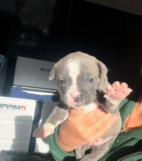 Banana, female puppy mixed breed for adoption at Jerry Green Dog Rescue, Lincoln