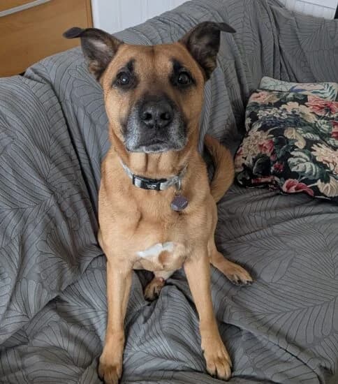 Basil, male senior Mixed Breed for adoption at Jerry Green Dog Rescue, Lincoln