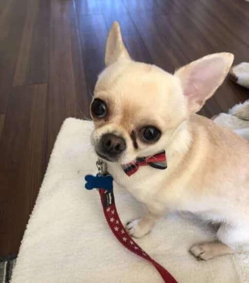 Bean, male senior Mixed Breed for adoption at Jerry Green Dog Rescue, Lincoln