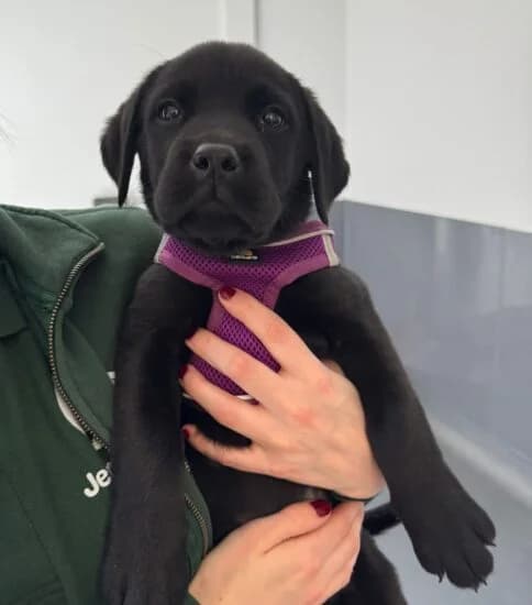 Hi, I'm Beauty, female puppy Mixed Breed for adoption at Jerry Green Dog Rescue, Lincoln