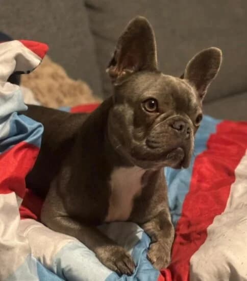 Hi, I'm Bella, female 4yo Mixed Breed for adoption at Jerry Green Dog Rescue, Lincoln