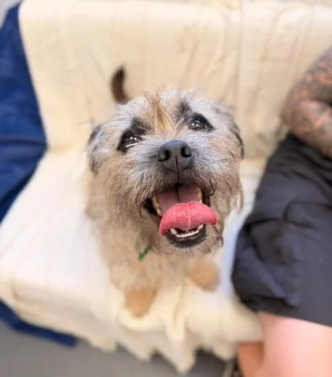 Billy Ray, male 4yo Mixed Breed for adoption at Jerry Green Dog Rescue, Lincoln