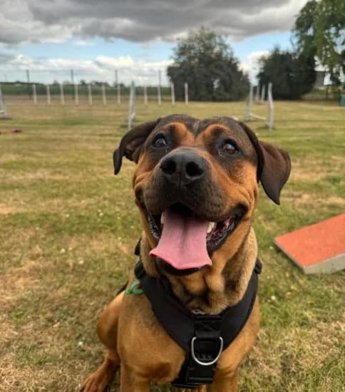 Bitzy, female young Mixed Breed for adoption at Jerry Green Dog Rescue, Lincoln