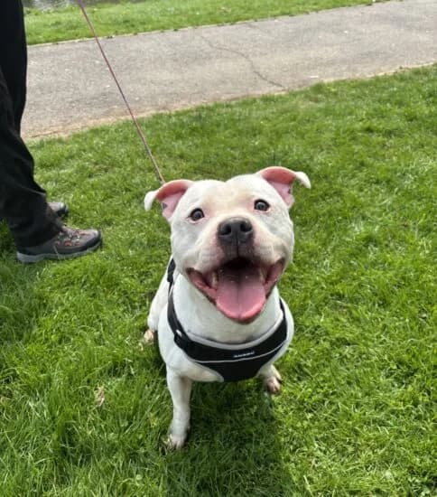 Hi, I'm Blu, male 7yo Mixed Breed for adoption at Jerry Green Dog Rescue, Lincoln