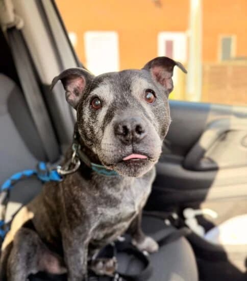 Hi, I'm Bruno, male 6yo Mixed Breed for adoption at Jerry Green Dog Rescue, Lincoln