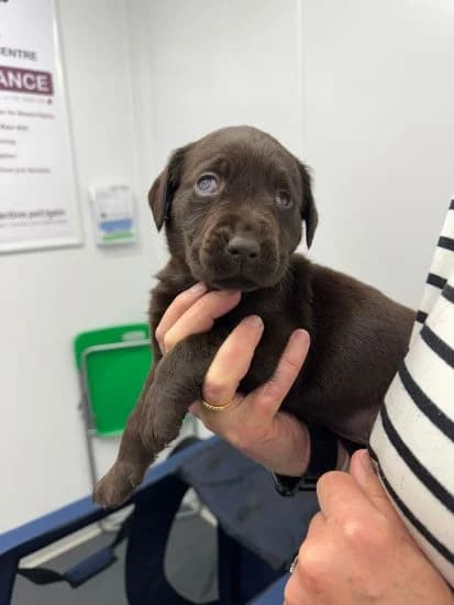 Hi, I'm Bunny, female puppy Mixed Breed for adoption at Jerry Green Dog Rescue, Lincoln