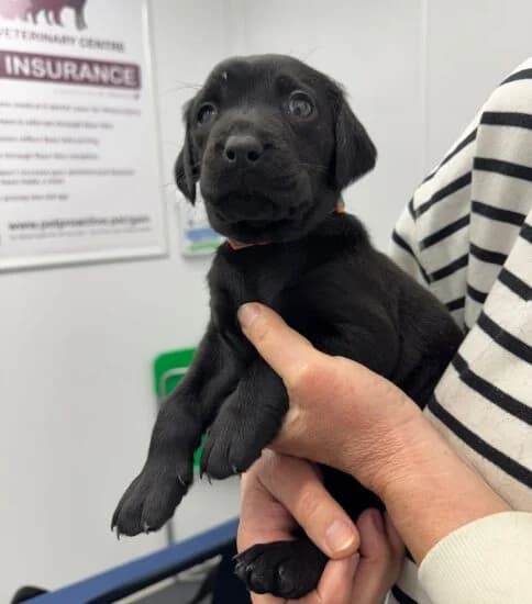 Buttercup, female young Mixed Breed for adoption at Jerry Green Dog Rescue, Lincoln