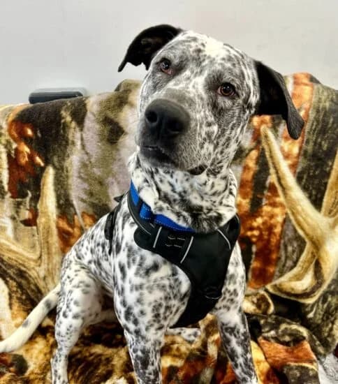 Buzz, male young Mixed Breed for adoption at Jerry Green Dog Rescue, Lincoln