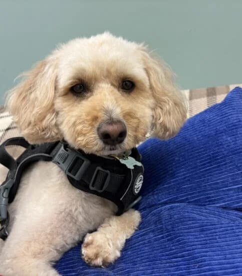 Hi, I'm Charlie, male 5yo Mixed Breed for adoption at Jerry Green Dog Rescue, Lincoln