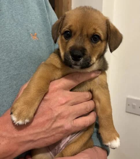 Chilli, female puppy Mixed Breed for adoption at Jerry Green Dog Rescue, Lincoln