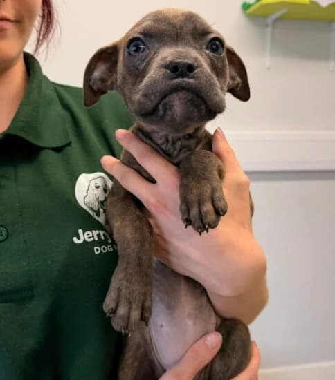 Clementine, female puppy Mixed Breed for adoption at Jerry Green Dog Rescue, Lincoln