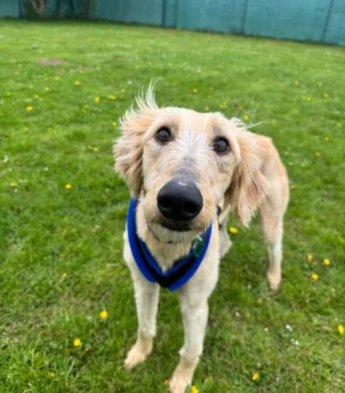 Hi, I'm Clyde, female 4yo Mixed Breed for adoption at Jerry Green Dog Rescue, Lincoln