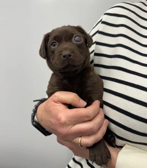 Hi, I'm Daffodil, female puppy Mixed Breed for adoption at Jerry Green Dog Rescue, Lincoln