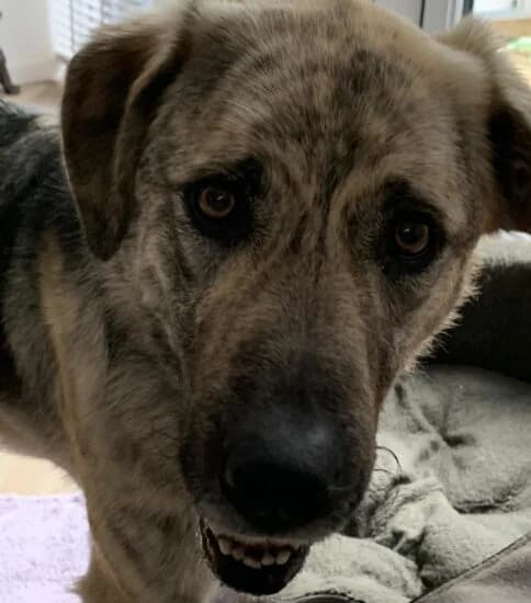 Daisy, female 7yo mixed breed for adoption at Jerry Green Dog Rescue, Lincoln
