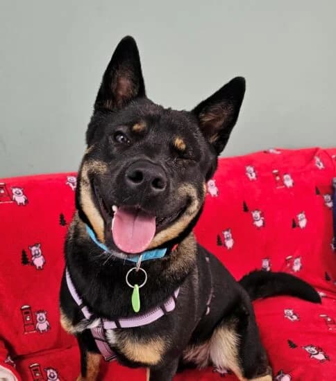 Dave, male young Mixed Breed for adoption at Jerry Green Dog Rescue, Lincoln