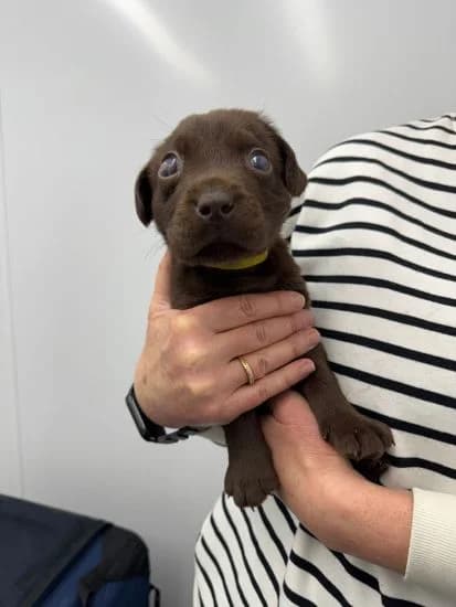 Hi, I'm Dewey, male puppy Mixed Breed for adoption at Jerry Green Dog Rescue, Lincoln