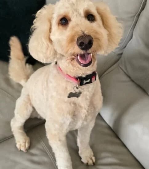 Dora, female 3yo Mixed Breed for adoption at Jerry Green Dog Rescue, Lincoln