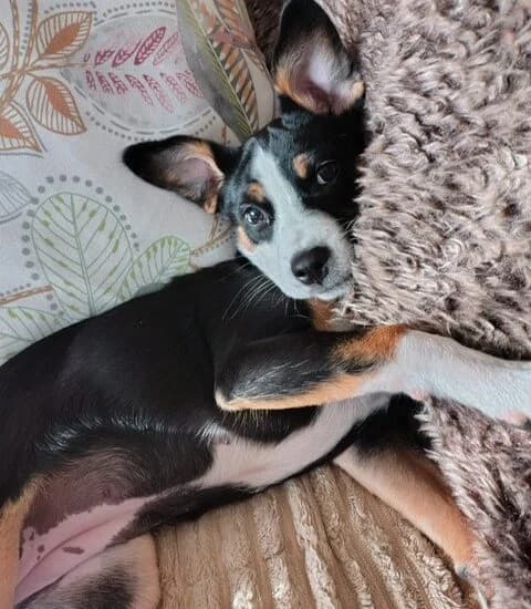 Ella, female puppy Mixed Breed for adoption at Jerry Green Dog Rescue, Lincoln