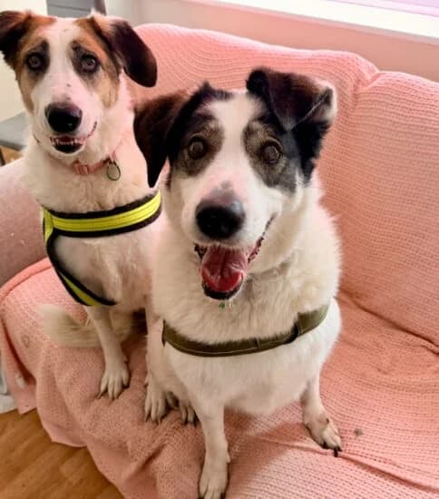 Emy & Daisy, female 6yo Mixed Breed for adoption at Jerry Green Dog Rescue, Lincoln