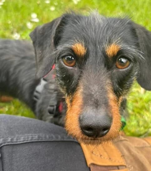 Esther, female young Mixed Breed for adoption at Jerry Green Dog Rescue, Lincoln