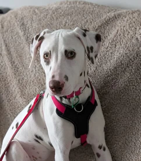 Hi, I'm Flora, female puppy Mixed Breed for adoption at Jerry Green Dog Rescue, Lincoln