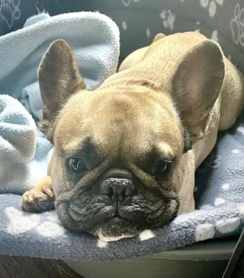 Hi, I'm Frank, male 4yo Mixed Breed for adoption at Jerry Green Dog Rescue, Lincoln