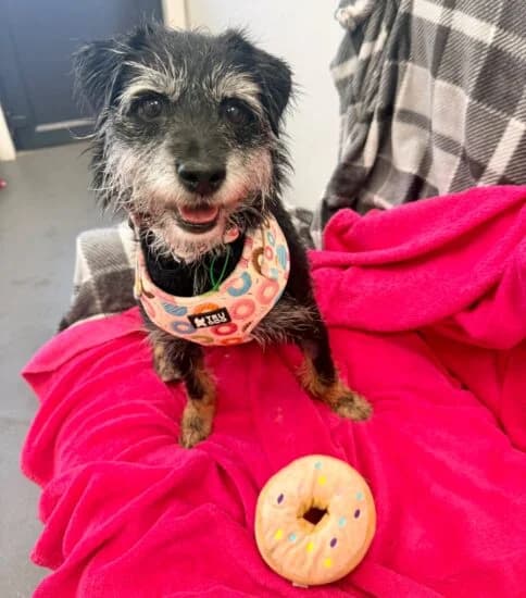 Gabby, female 6yo Mixed Breed for adoption at Jerry Green Dog Rescue, Lincoln