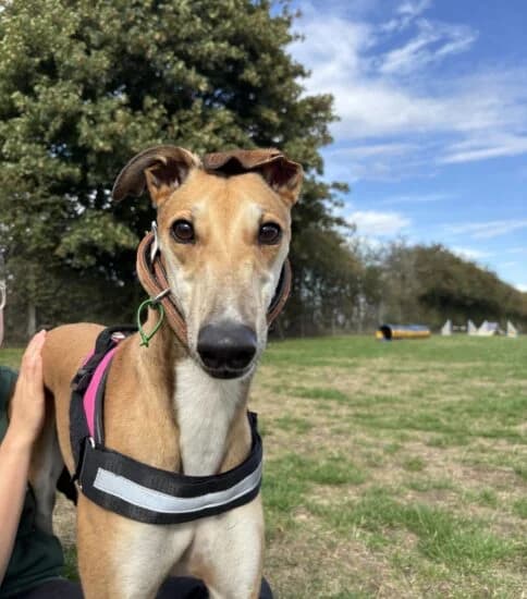 Goldie, female Mixed Breed for adoption at Jerry Green Dog Rescue, Lincoln