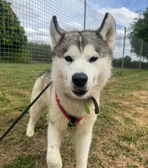 Guinness,  (Jerry Green Dog Rescue)