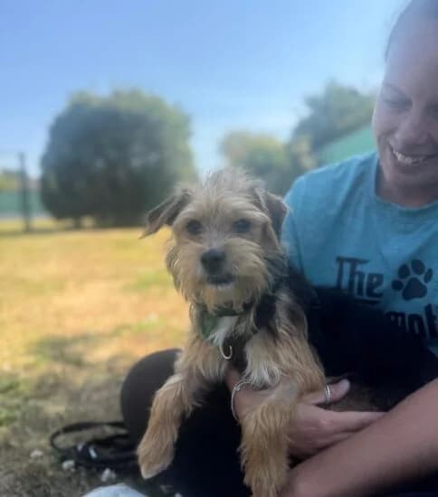 Hilda, female puppy Mixed Breed for adoption at Jerry Green Dog Rescue, Lincoln
