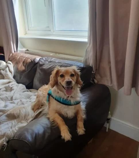 Honey, female 5yo Mixed Breed for adoption at Jerry Green Dog Rescue, Lincoln