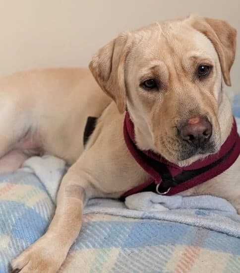 Isla, female young Mixed Breed for adoption at Jerry Green Dog Rescue, Lincoln