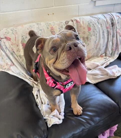 Ivy, female 4yo Mixed Breed for adoption at Jerry Green Dog Rescue, Lincoln