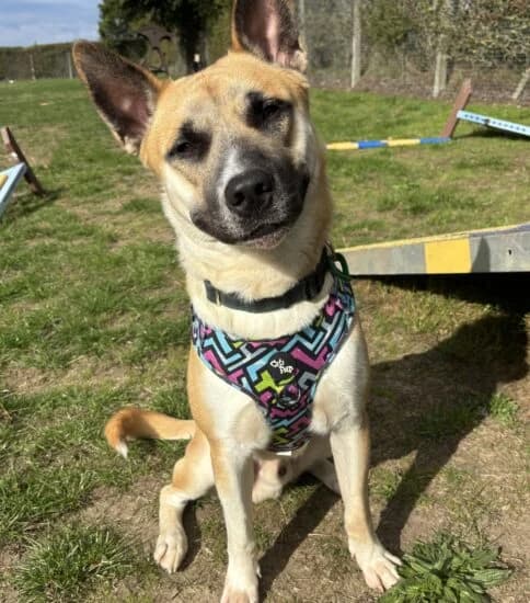 Kenji, male young Mixed Breed for adoption at Jerry Green Dog Rescue, Lincoln