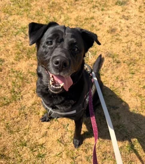 Kiki, female 6yo Mixed Breed for adoption at Jerry Green Dog Rescue, Lincoln