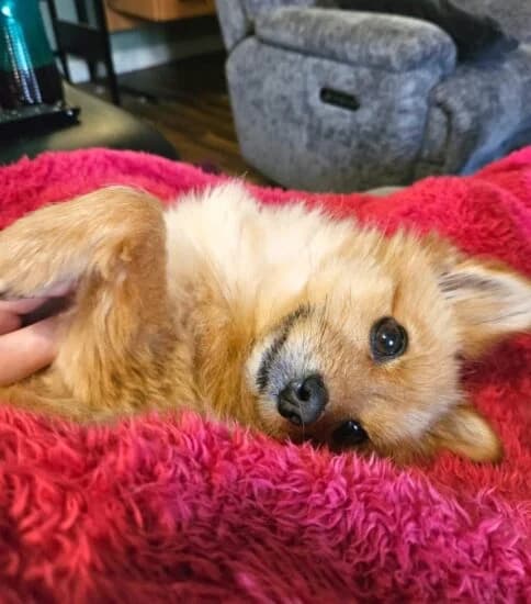 Loki, male 4yo mixed breed for adoption at Jerry Green Dog Rescue, Lincoln