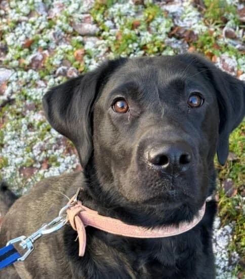Lottie, female young Mixed Breed for adoption at Jerry Green Dog Rescue, Lincoln