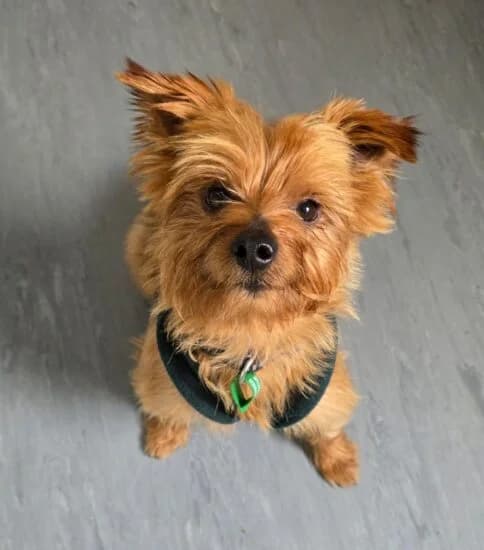 Lucky, male Mixed Breed for adoption at Jerry Green Dog Rescue, Lincoln