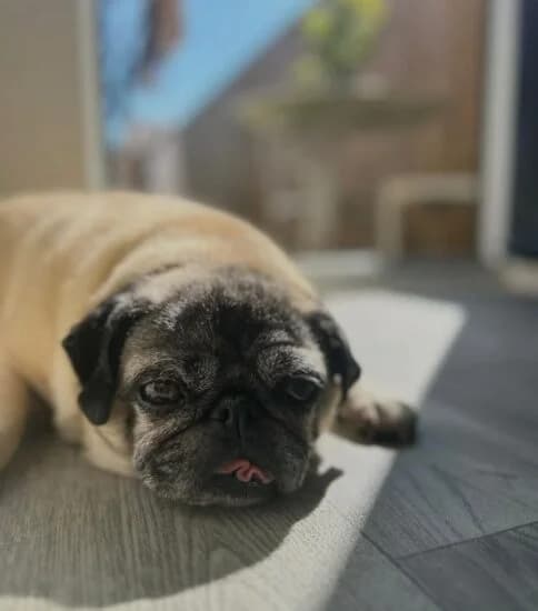 Maple, Mixed Breed (Jerry Green Dog Rescue)