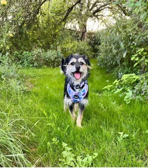Mary-Alice, female young Mixed Breed for adoption at Jerry Green Dog Rescue, Lincoln