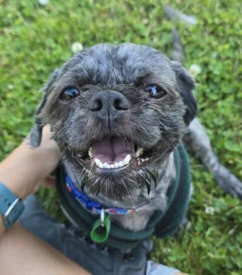 Milo, male Mixed Breed for adoption at Jerry Green Dog Rescue, Lincoln