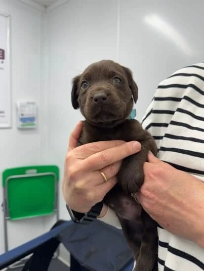 Hi, I'm Mini, female puppy Mixed Breed for adoption at Jerry Green Dog Rescue, Lincoln