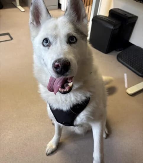 Misty, female senior Mixed Breed for adoption at Jerry Green Dog Rescue, Lincoln
