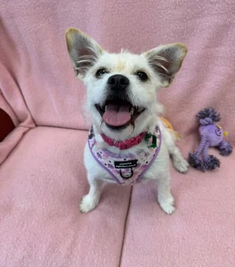 Molly, female young Mixed Breed for adoption at Jerry Green Dog Rescue, Lincoln