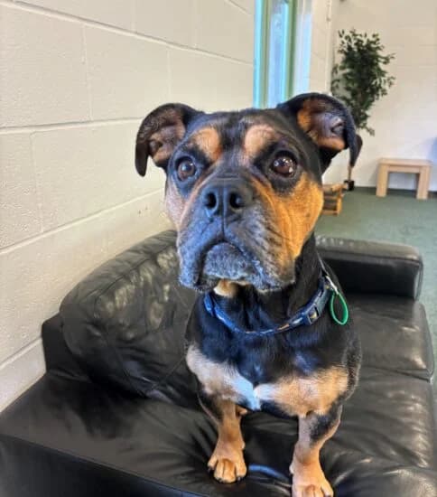 Nix, male 5yo Mixed Breed for adoption at Jerry Green Dog Rescue, Lincoln