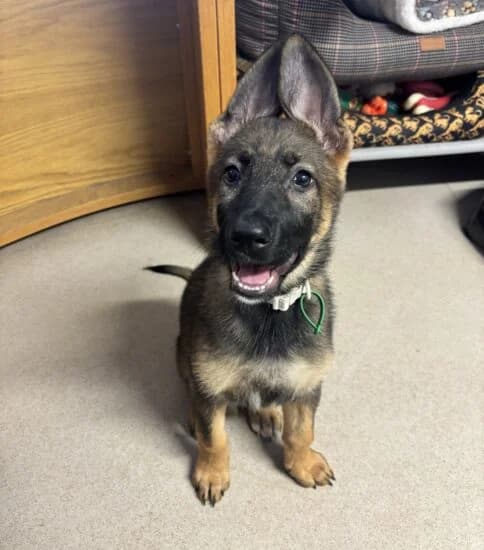 Nova, female puppy Mixed Breed for adoption at Jerry Green Dog Rescue, Lincoln