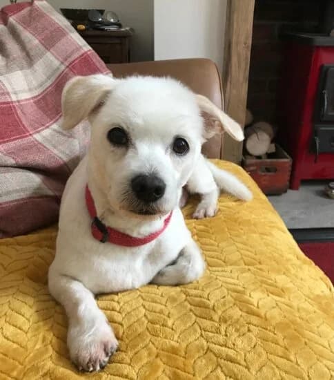 Hi, I'm Odie, male senior Mixed Breed for adoption at Jerry Green Dog Rescue, Lincoln